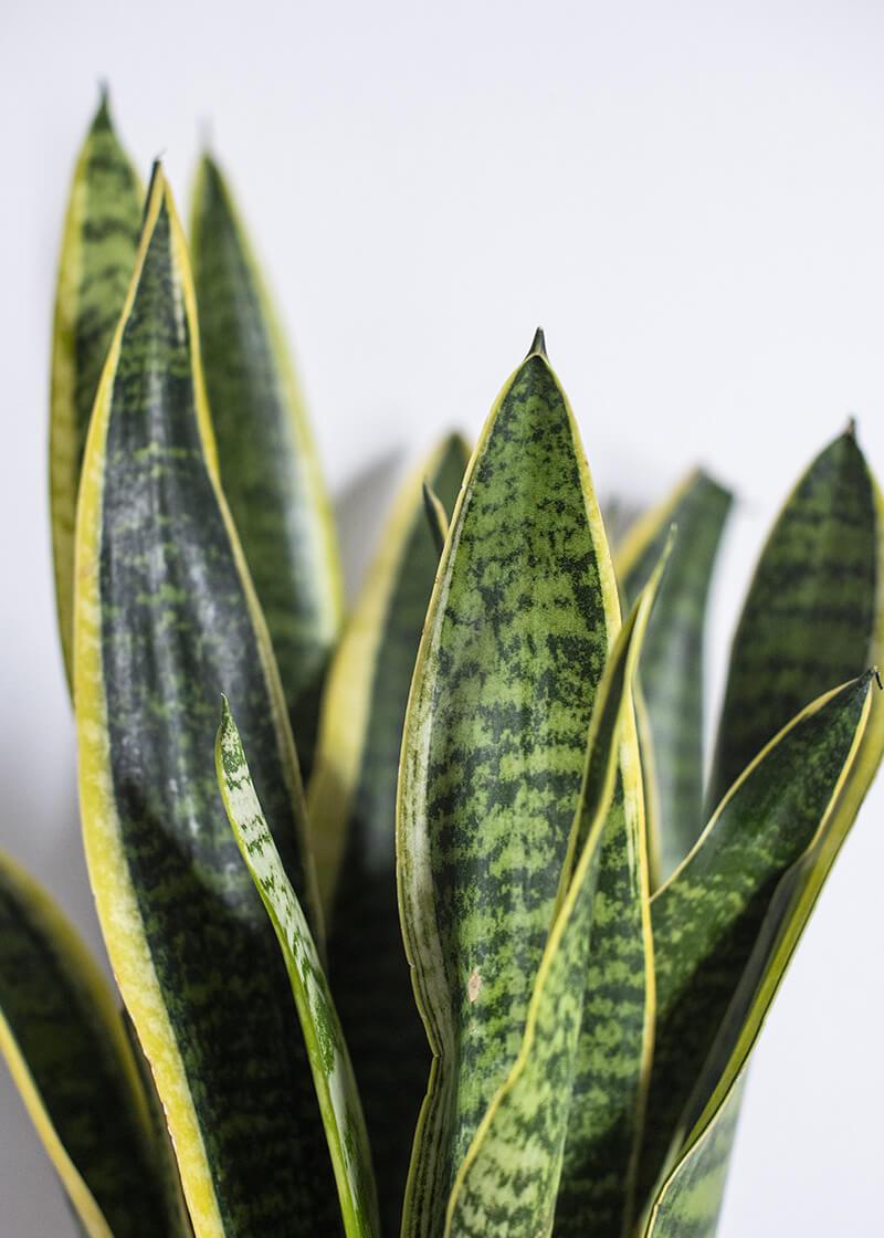 σανσεβιερια2 σανσεβιερια2