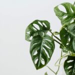 kaboompics_Monstera-Monkey-Leaf-1-scaled-aspect-ratio-1-1-scaled-1-2048×2048