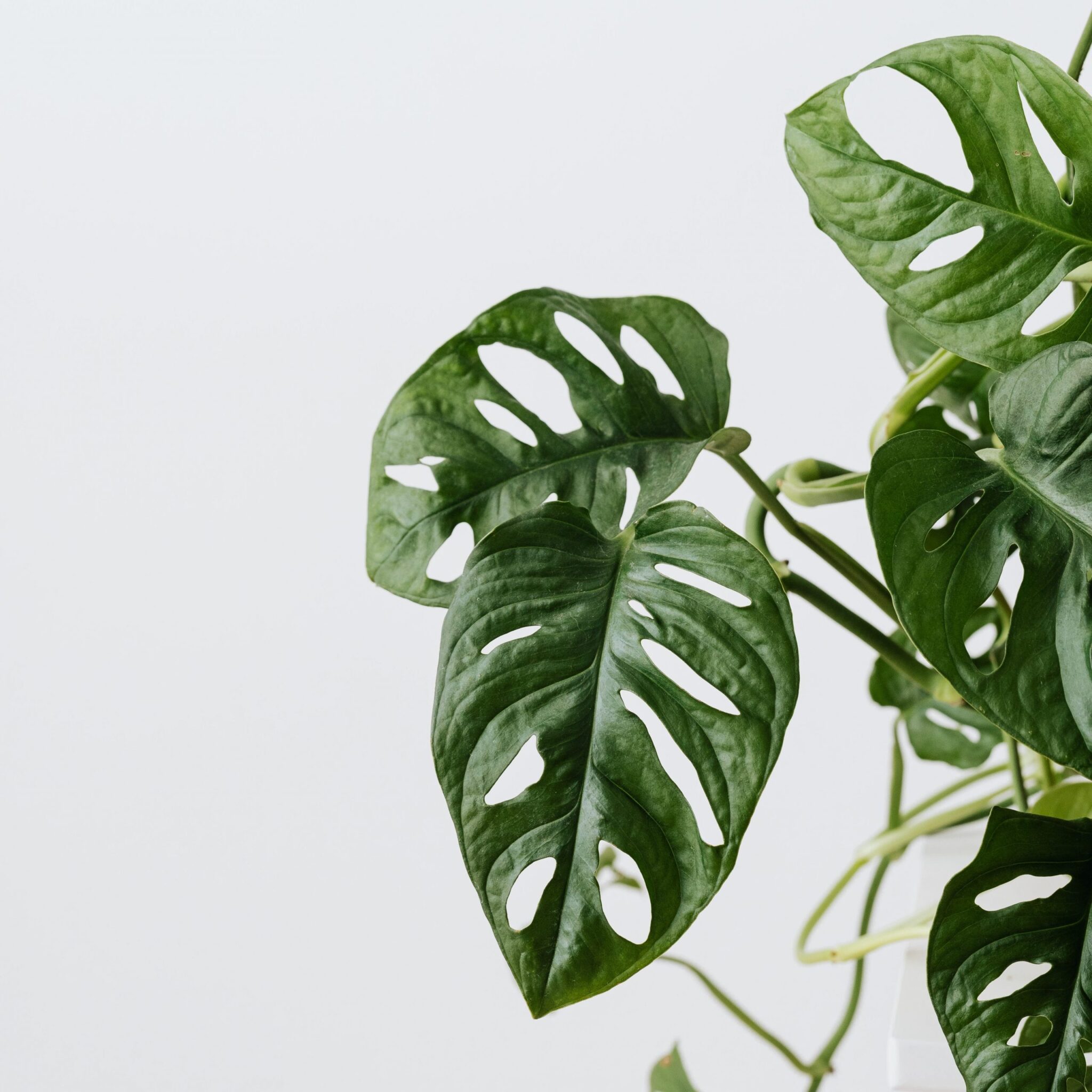 kaboompics_Monstera-Monkey-Leaf-1-scaled-aspect-ratio-1-1-scaled-1-2048x2048 kaboompics_Monstera-Monkey-Leaf-1-scaled-aspect-ratio-1-1-scaled-1-2048×2048