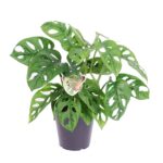 monstera-monkey-mask-pot-15-cm
