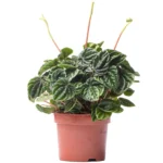 A-PEPEROMIA-CAPERATA-LILIAN-GD-0.jpg