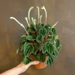 peperomia-caperata-lilian-493409.jpg