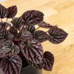peperomia-red-luna-02_1200x1200.jpg