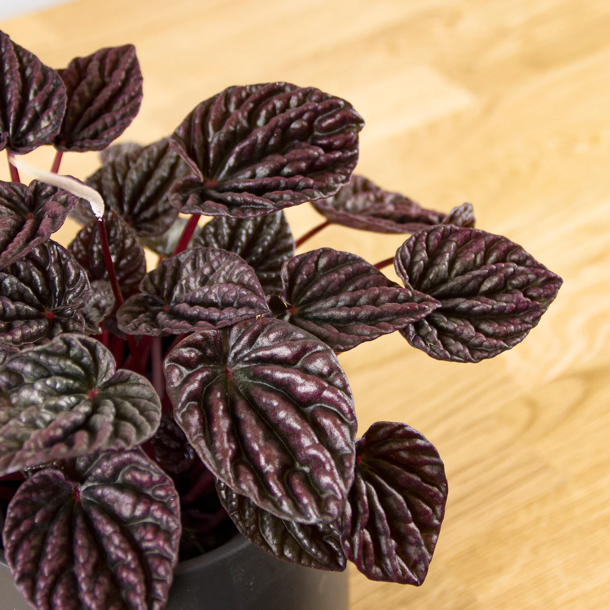 peperomia-red-luna-02_1200x1200.jpg