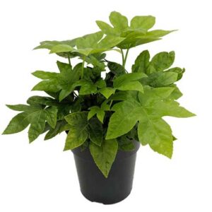 Japanese-Aralia-Fatsia-japonica