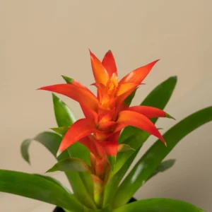 bromelia-closeup