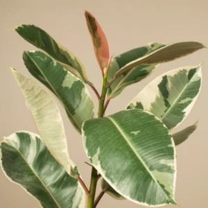 ficus-elastica-dyxrwmo-600×600